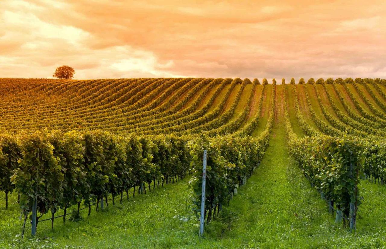 Willa Domaine Jean-Got, Proche De Saint Emilion Lugaignac Zewnętrze zdjęcie